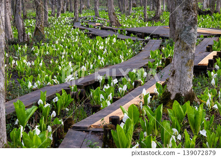 A cluster of skunk cabbage plants spreads across the alder forest of Sashimaki Marsh in Akita Prefecture. A cluster of skunk cabbage plants spreads across the alder forest of Sashimaki Marsh in Akita Prefecture. 139072879
