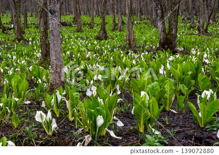A cluster of skunk cabbage plants spreads across the alder forest of Sashimaki Marsh in Akita Prefecture. A cluster of skunk cabbage plants spreads across the alder forest of Sashimaki Marsh in Akita Prefecture. 139072880