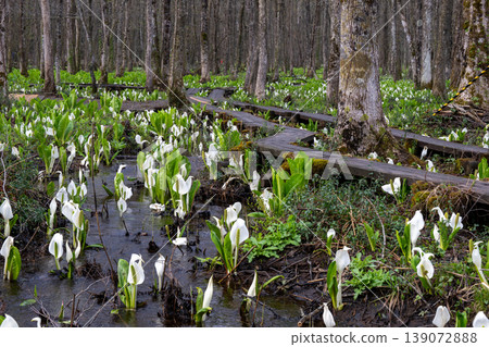 A cluster of skunk cabbage plants spreads across the alder forest of Sashimaki Marsh in Akita Prefecture. 139072888