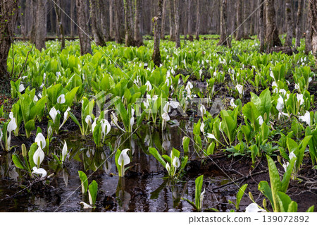 A cluster of skunk cabbage plants spreads across the alder forest of Sashimaki Marsh in Akita Prefecture. A cluster of skunk cabbage plants spreads across the alder forest of Sashimaki Marsh in Akita Prefecture. 139072892