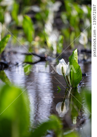A cluster of skunk cabbage plants spreads across the alder forest of Sashimaki Marsh in Akita Prefecture. A cluster of skunk cabbage plants spreads across the alder forest of Sashimaki Marsh in Akita Prefecture. 139072897