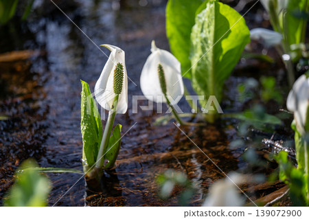 A cluster of skunk cabbage plants spreads across the alder forest of Sashimaki Marsh in Akita Prefecture. 139072900