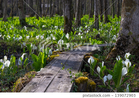 A cluster of skunk cabbage plants spreads across the alder forest of Sashimaki Marsh in Akita Prefecture. A cluster of skunk cabbage plants spreads across the alder forest of Sashimaki Marsh in Akita Prefecture. 139072903