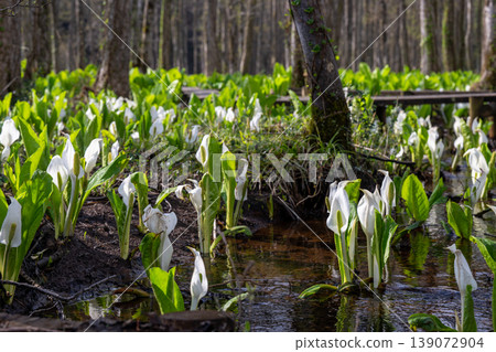 A cluster of skunk cabbage plants spreads across the alder forest of Sashimaki Marsh in Akita Prefecture. A cluster of skunk cabbage plants spreads across the alder forest of Sashimaki Marsh in Akita Prefecture. 139072904