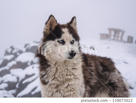 Husky with thick brown, black, and white fur and blue eyes stands alert in a snow-covered winter mountain landscape. 139073022