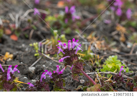 Lamium amplexicaule blooming in the field 139073031