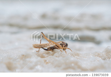 Brown grasshopper rests on textured salt crystals at Baskunchak Lake's shore during daytime 139073039