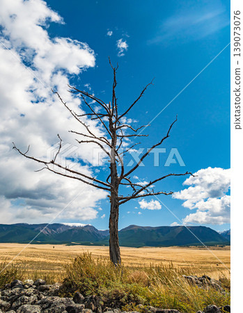 Lonely dead tree stands in an expansive golden landscape under a bright blue sky backed by distant mountains Lonely dead tree stands in an expansive golden landscape under a bright blue sky backed by distant mountains 139073076