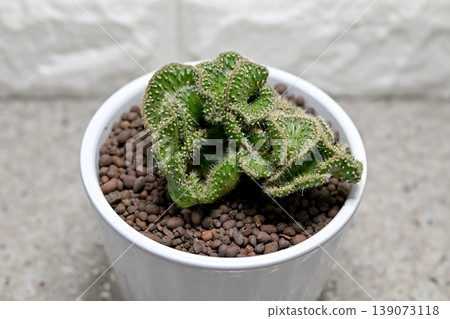 Cactus Seigaiha 139073118