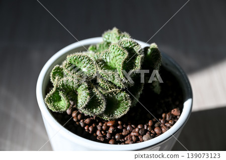 Cactus Seigaiha 139073123