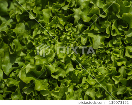 fresh lettuces at the market 139073131