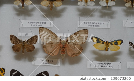 Specimen of a butterfly Specimen of a butterfly 139073200