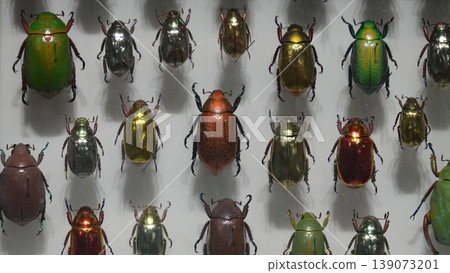 Beetle specimens Beetle specimens 139073201