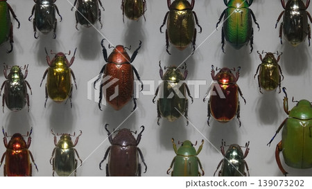 Beetle specimens Beetle specimens 139073202