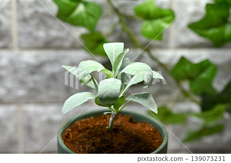 White sage White sage 139073231