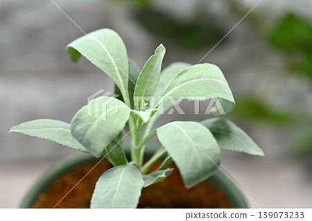 白色鼠尾草 139073233