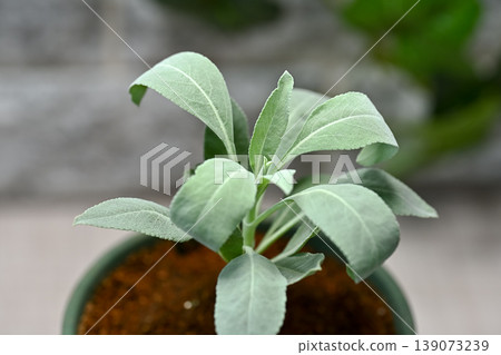 White sage White sage 139073239