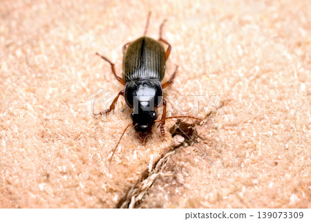 The ground beetle is known as the hairy ground beetle. The ground beetle is known as the hairy ground beetle. 139073309