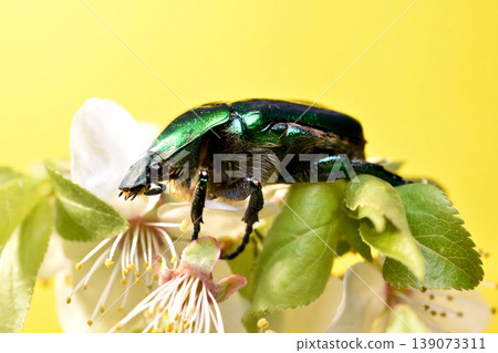 A beetle from the family of lamellar beetles, called the green bronze beetle. 139073311