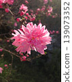 鮮豔的菊花和桃花沐浴在春日的陽光下。 139073352