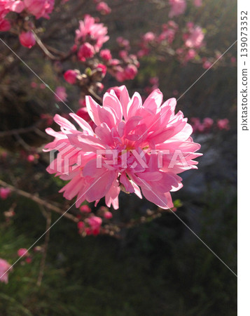 The vibrant chrysanthemum peach blossoms are bathed in the spring light. The vibrant chrysanthemum peach blossoms are bathed in the spring light. 139073352