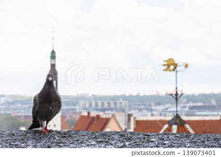 Pigeon perched on a rooftop with a blurred cityscape and panoramic view of Tallinn, Estonia, old town with red roofs, churches, and Baltic sea in the distance. Historic architecture and urban Pigeon perched on a rooftop with a blurred cityscape and panoramic view of Tallinn, Estonia, old town with red roofs, churches, and Baltic sea in the distance. Historic architecture and urban 139073401