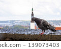 Pigeon perched on a rooftop with a blurred cityscape and panoramic view of Tallinn, Estonia, old town with red roofs, churches, and Baltic sea in the distance. Historic architecture and urban 139073403