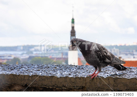Pigeon perched on a rooftop with a blurred cityscape and panoramic view of Tallinn, Estonia, old town with red roofs, churches, and Baltic sea in the distance. Historic architecture and urban 139073403