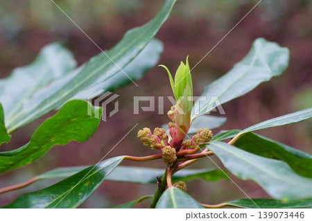 New shoots and buds of the Japanese laurel tree New shoots and buds of the Japanese laurel tree 139073446