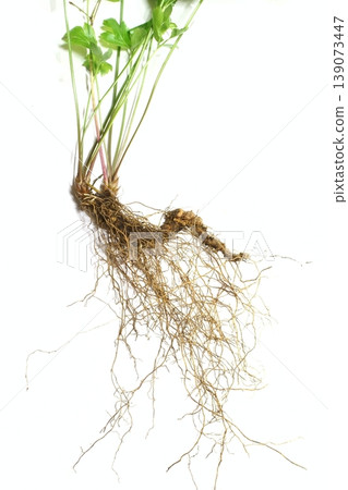 Coptis japonica root 139073447