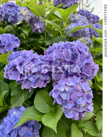 Hydrangea blooming in the rainy season Hydrangea blooming in the rainy season 139073498