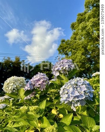 Hydrangea and blue sky Hydrangea and blue sky 139073499