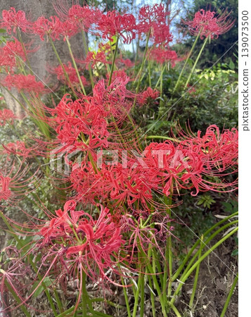 Landscape with cluster amaryllis Landscape with cluster amaryllis 139073500