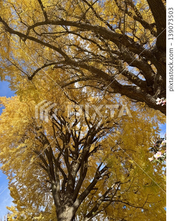 Ginkgo biloba turned yellow Ginkgo biloba turned yellow 139073503