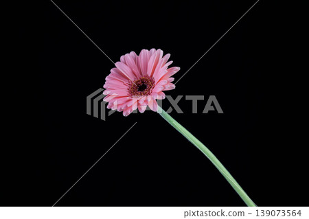 pink daisy in front of black background pink daisy in front of black background 139073564
