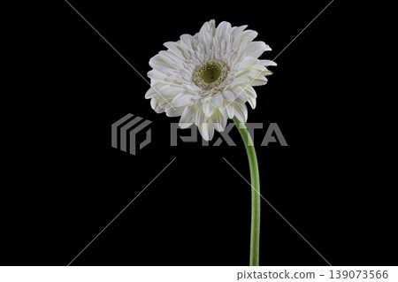 white daisy in front of black background white daisy in front of black background 139073566