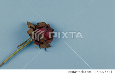 Dried rose on blue background 139073571