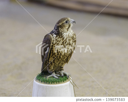 a falcon in captivity a falcon in captivity 139073583