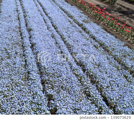 A springtime striped flower garden landscape featuring fields of blue nemophila and rows of tulips. A springtime striped flower garden landscape featuring fields of blue nemophila and rows of tulips. 139073629