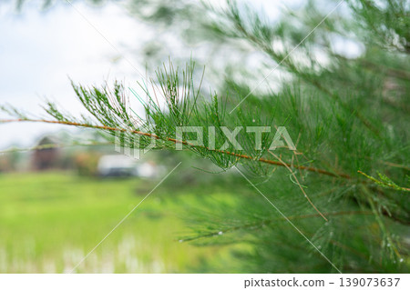 Pine Tree Branch with Water Droplets in Soft Natural Background Pine Tree Branch with Water Droplets in Soft Natural Background 139073637
