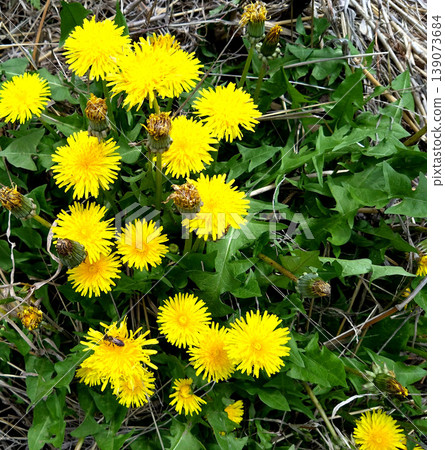 Dandelion clusters and bees: A close-up of spring wildflowers and insects Dandelion clusters and bees: A close-up of spring wildflowers and insects 139073684