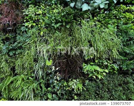 Wall covered with plants 139073707