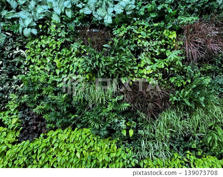 Wall covered with plants Wall covered with plants 139073708