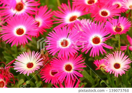Rainbow chrysanthemum, Matsuba daisies Rainbow chrysanthemum, Matsuba daisies 139073768