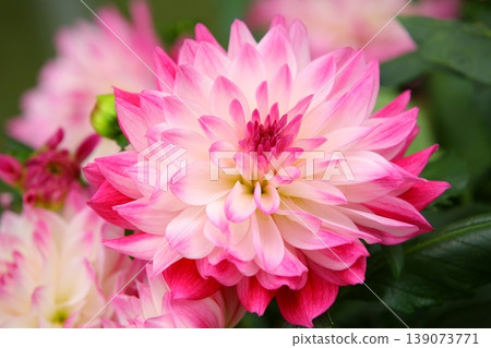 解脫萬里香 大花 大菊 天竺牡丹 萬里菊 菊花 西洋牡丹 西洋牡丹 大梨花 解脫萬里香 大花 大菊 天竺牡丹 萬里菊 菊花 西洋牡丹 西洋牡丹 大梨花 139073771