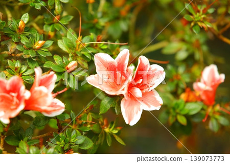 已發布的 Moriflora (Yingshanhong, Mountainstone, Mountainstack, Hoshunhana, Qingminghana) 已發布的 Moriflora (Yingshanhong, Mountainstone, Mountainstack, Hoshunhana, Qingminghana) 139073773