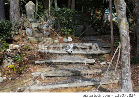 A cute stray local cat relaxing A cute stray local cat relaxing 139073824