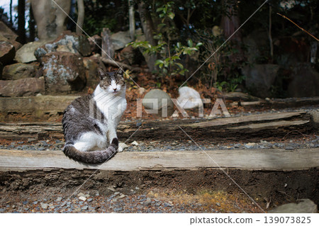 A cute stray local cat relaxing A cute stray local cat relaxing 139073825