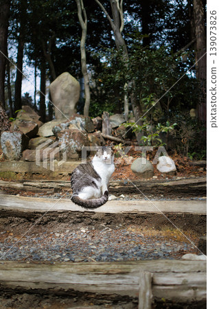A cute stray local cat relaxing A cute stray local cat relaxing 139073826
