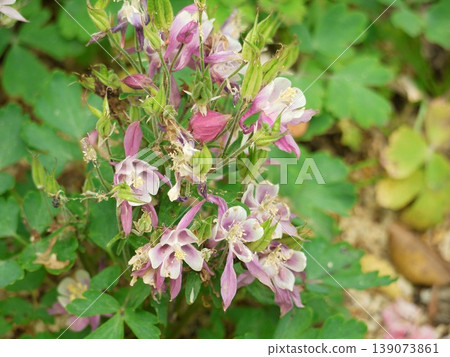 歐洲耬斗菜花 歐洲耬斗菜花 139073861